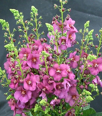 Вербаскум "Plum Smokey" 