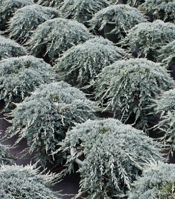 Ялівець горизонтальний "Icee Blue"