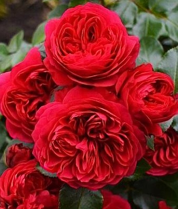 Троянда англійська "Red Leonardo da Vinci"