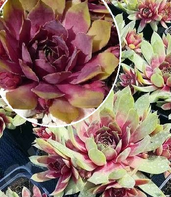 Молодило "BigSam "Pink Pomelo"