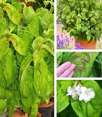 Вейгела квітуча "Lime Monster" 