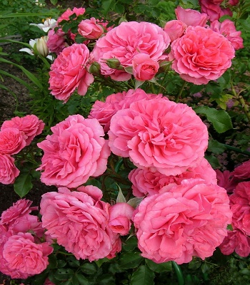 Троянда грунтопокривна "Rosarium Uetersen" 