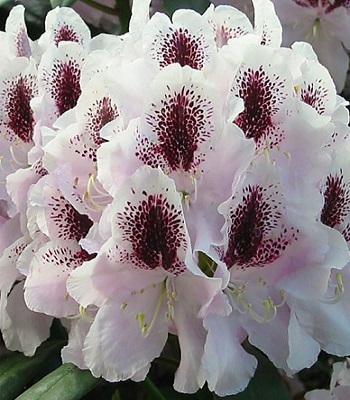 Рододендрон "Calsap" 