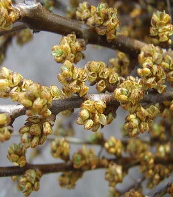 Обліпиха крушиновидна "Pollmix" 