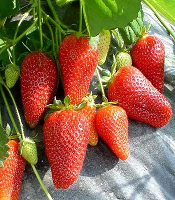 Полуниця (клубніка) "Люція" (10 шт)