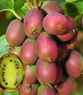 Актинідія аргута "Geneva" 