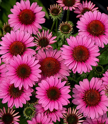 Ехінацея "SunMagic ' Vintage Pink"