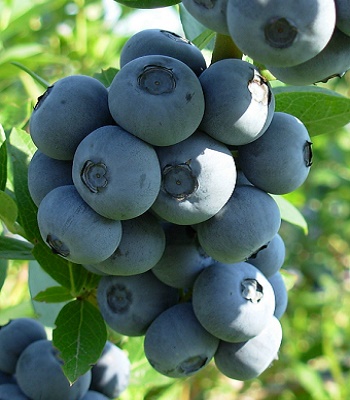 Лохина "Brigitta" 