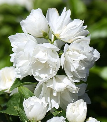 Чубушник "Virginal"