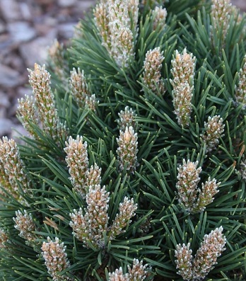 Сосна гірська "Dom"(Привита) 