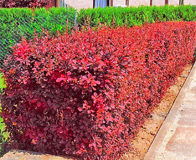 Барбарис "Atropurpurea" 