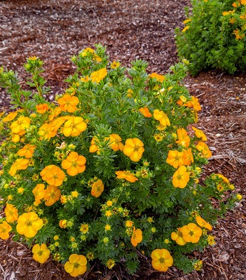 Лапчатка кущова "Bella Sol" 