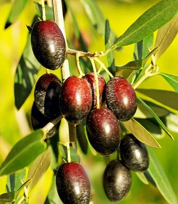 Олива європейська "Picual"