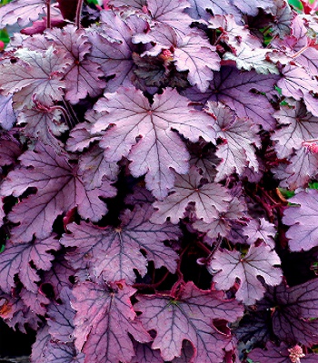 Гейхерелла "Plum Cascade"