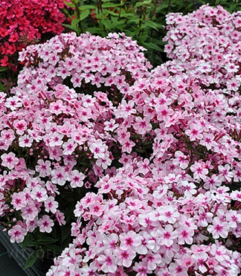 Флокс "Early" Pink"