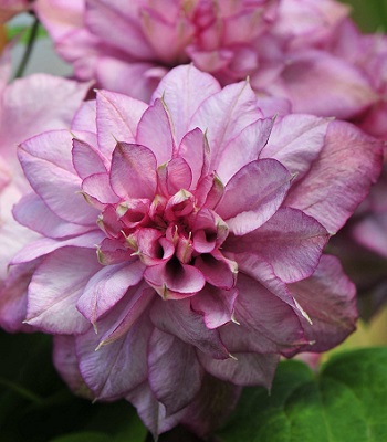 Клематис "Innocent Glance"