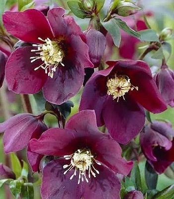Морозник "Pretty Ellen Red" 