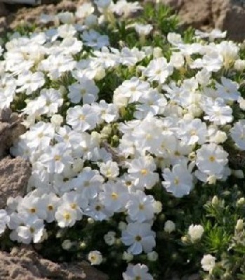 Флокс Дугласа "White Admiral"