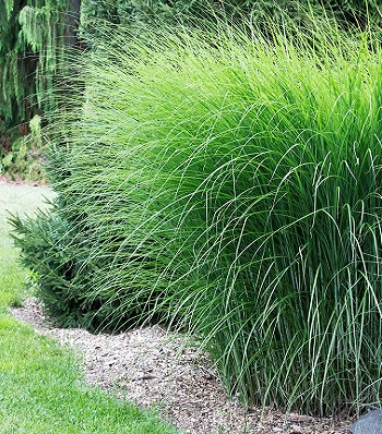 Miscanthus sinensis "Gracillimus" 