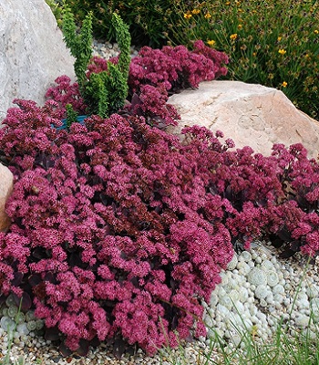 Очиток "Red Sparkle" 