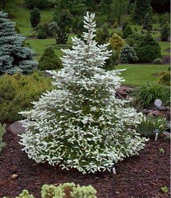 Ялиця корейська "Silver Show" (Привита) 