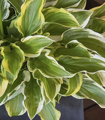 Хоста "So Sweet"