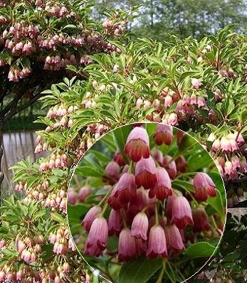 Енкіантус "Red Bells" 