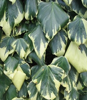Плющ колхідський "Dentata Variegata"