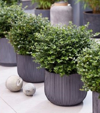 Жимолость блискуча "Garden Clouds' Copper Glow"