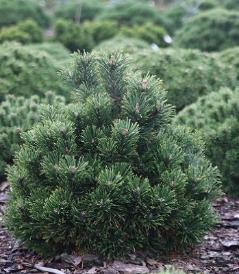 Сосна гірська "Leuco-Like" (Привита) 