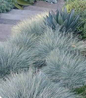 Leymus вузьколистий