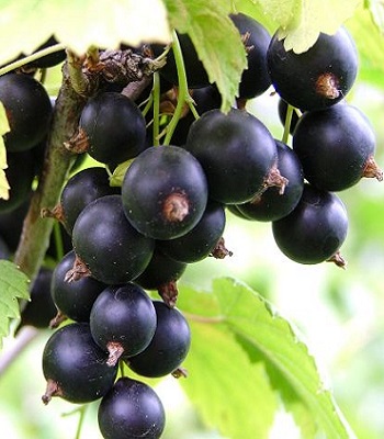 Смородина "Козацька"