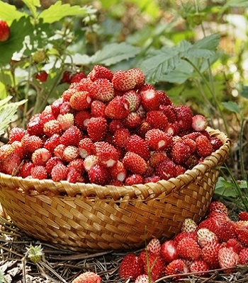 Суниця лісова "Rugia"