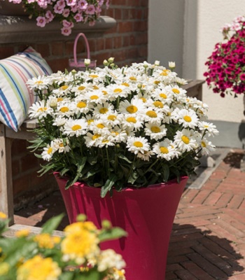 Ромашка "Sweet Daisy "Jane" 