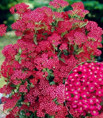 Деревій звичайний "Summerwine" 