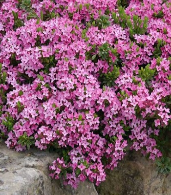 Дафна "Collina Gardens"