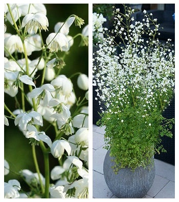 Рутвиця "Splendide White"