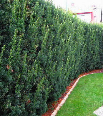 Тис середній "Hillii" 