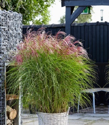 Miscanthus sinensis "Ferner Osten"