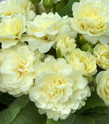 Примула "Belarina 'Cream" 