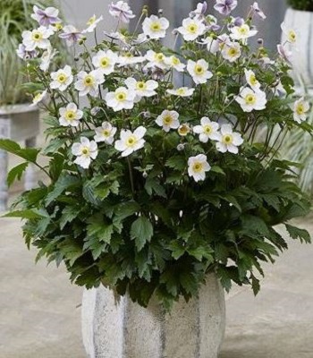 Анемона "Summer Breeze Snow" 