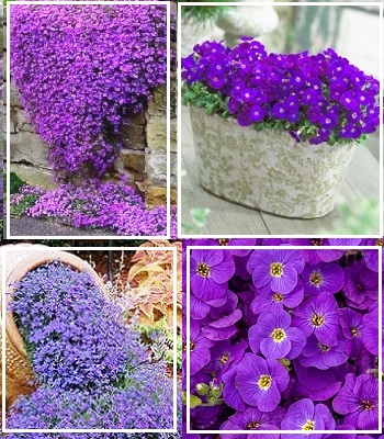 Обрієта "Glacier Blue"