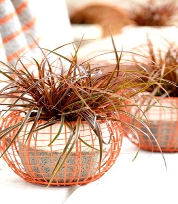 Uncinia rubra "Everflame" 