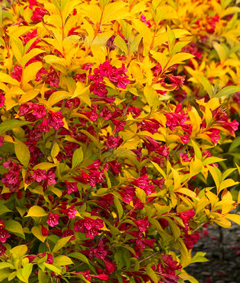 Вейгела квітуча "Aurea"
