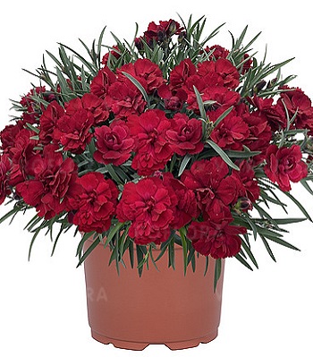 Гвоздика "Paddock Red" 