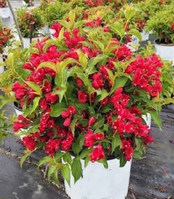 Вейгела квітуча "Picobella Rosso"