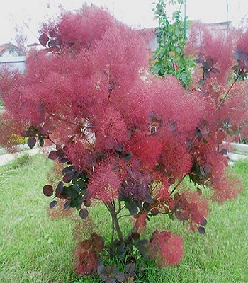 Скумпiя звичайна "Foliis Purpureis" 