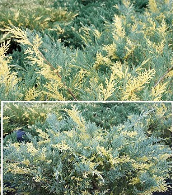 Ялівець середній "Blue and Gold" 
