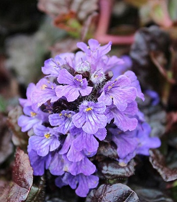 Живучка "Black Scallop"