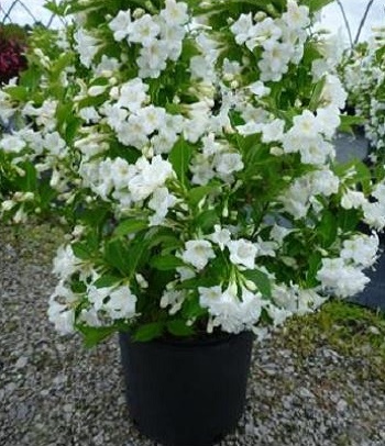 Вейгела квітуча "Bristol Snowflake" 